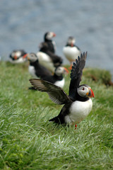 Puffin