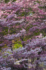 Trees in bloom in the spring