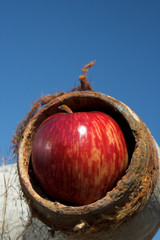 Red apple in an old pipe