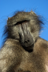 Wild African baboon