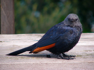 Redwinged starling - female