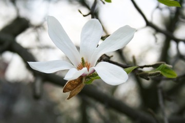 Fototapeta na wymiar Spring. Beautiful blooming Magnolia flowers in the garden