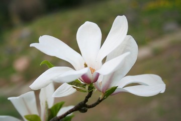 Spring. Beautiful blooming Magnolia flowers in the garden