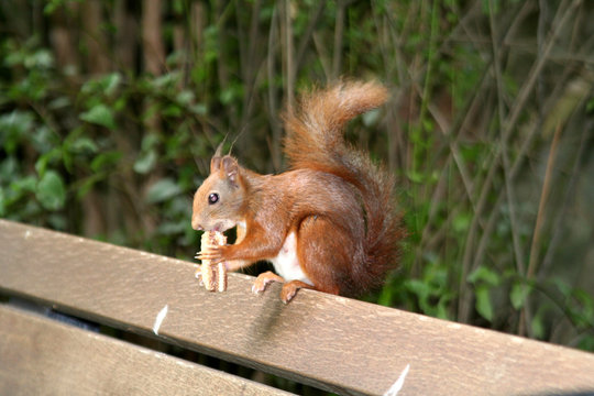 Eichh&ouml;rnchen
