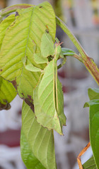 Wandelndes Blatt, Phyllium celebicum