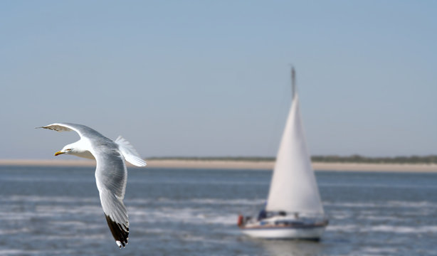 Sailing