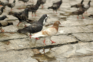 Pigeons