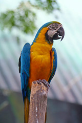 Papagei