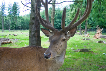 Fototapeta premium Hirsch