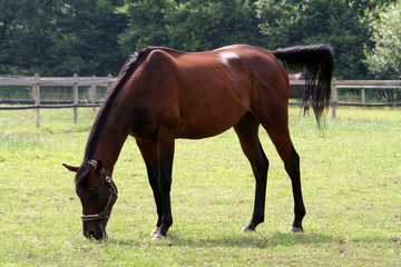 Fototapeta premium Pferd