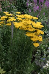 Achillea. Yarrow. © Simon Keeble