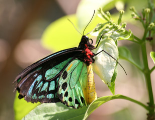 Schmetterling