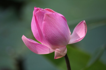 Seerose
