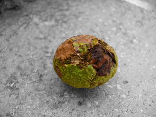 Fototapeta premium Decayed Walnut BW