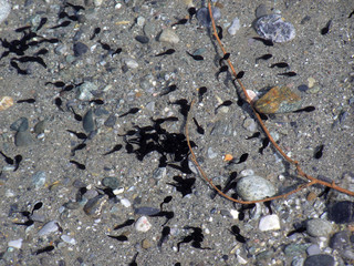 1400 - Têtards dans un lac de montagne