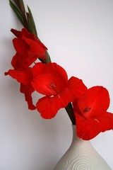 rote Gladiole