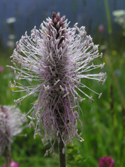 1408 - Raiponce en épi (Phyteuma spicatum)