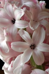 Hyacinthus orientalis 'Lady Derby'. Hyacinth.