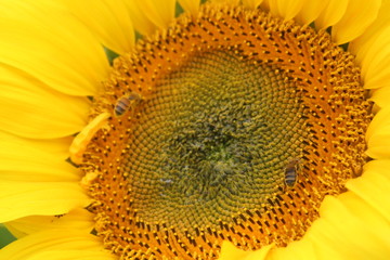 Tournesol et gu&egrave;pes
