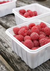freshly picked raspberries