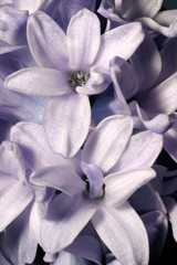Fototapeta na wymiar Hyacinthus orientalis 'Blue Ostara'. Hyacinth.