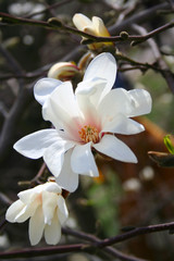 Fototapeta na wymiar Magnolia bud i kwiatów. Narodziny Natury na wiosnę.