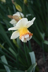 Beautiful Narcissus flower in the garden. Nature. Outdoors