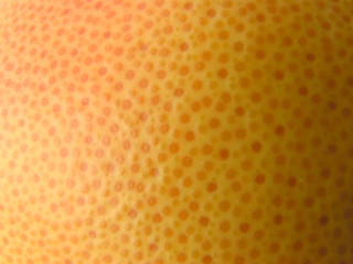 Skin of a grapefruit. A close up. Isolated on a white.