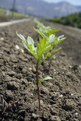 Growth