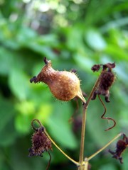 seed pod