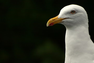 seagull 1