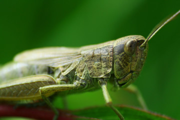 Little grasshopper in close view with DOF