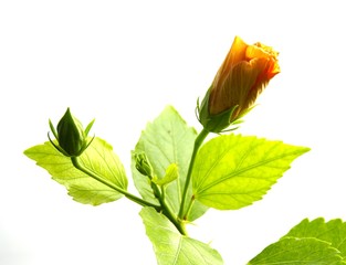 Orange hibiscus bloom in light