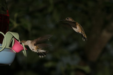 Humming birds