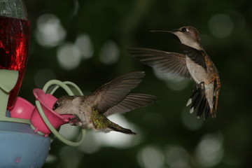 Humming birds-2