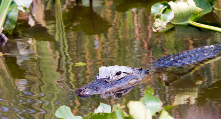 Alligator