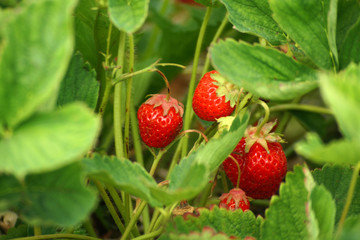 Strawberries hiding deep within the strawberry plant