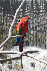 Red Parrot by Waterfall