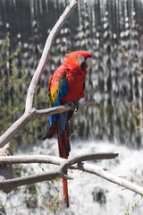 Red Parrot by Waterfall