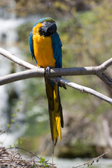 Yellow Macaw Parrot