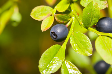 the berry of bilberries on bush macro