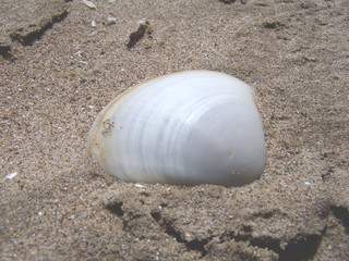 Fototapeta na wymiar shell
