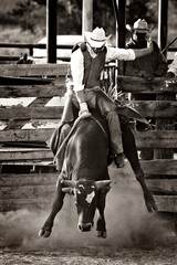 rodeo cowboy bull riding - converted with added grain - obrazy, fototapety, plakaty