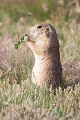 prairie dog eating in natural environment