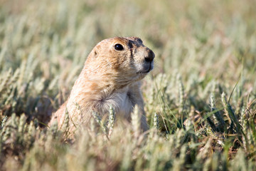 prairie dog looking out from its burrow