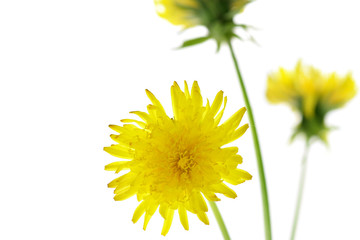 Flowering dandelions isolated over a white background