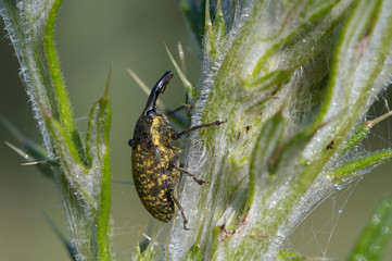 pales weevil