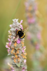 impollinazione