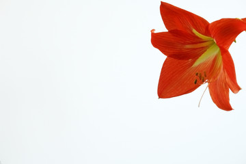 beautiful red lily on white background
