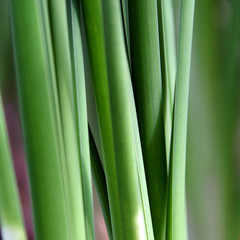 Fototapeta premium green rush